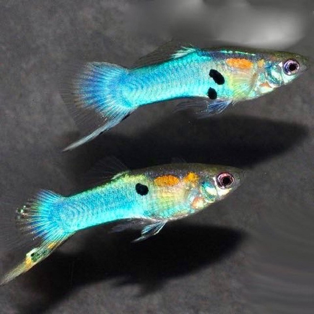 Poecilia wingei male japan blue - Guppy endler japan blau mann L - Gupp